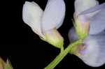 Louisiana vetch